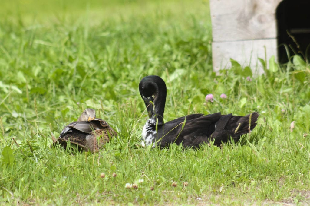 Enten · Bauernhofurlaub & Urlaub am Bauernhof Marchlhof in Untertauern