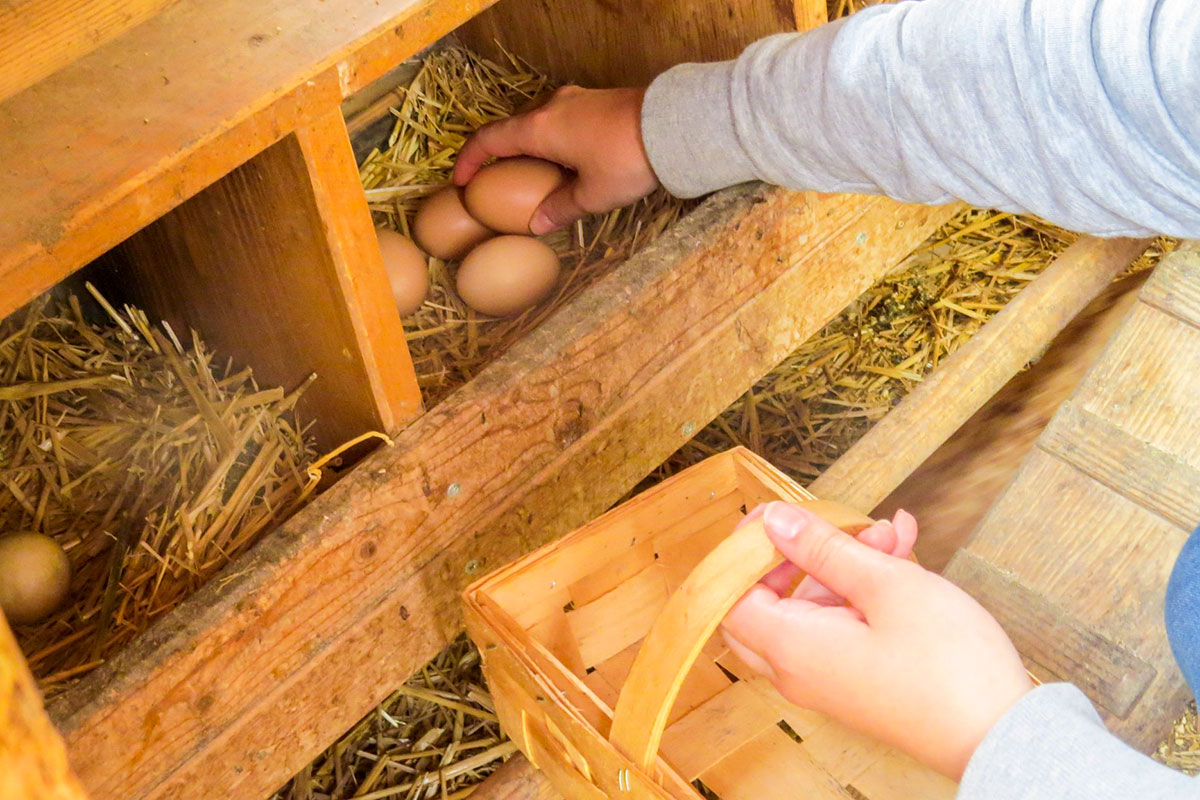 Gaesteaktivitaeten Bauernhofurlaub Marchlhof 1