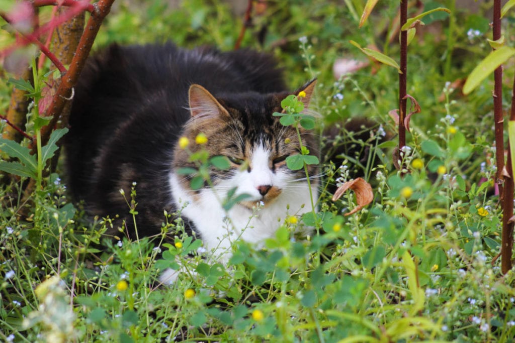 Katze · Urlaub am Bauernhof Marchlhof in Untertauern, Salzburg