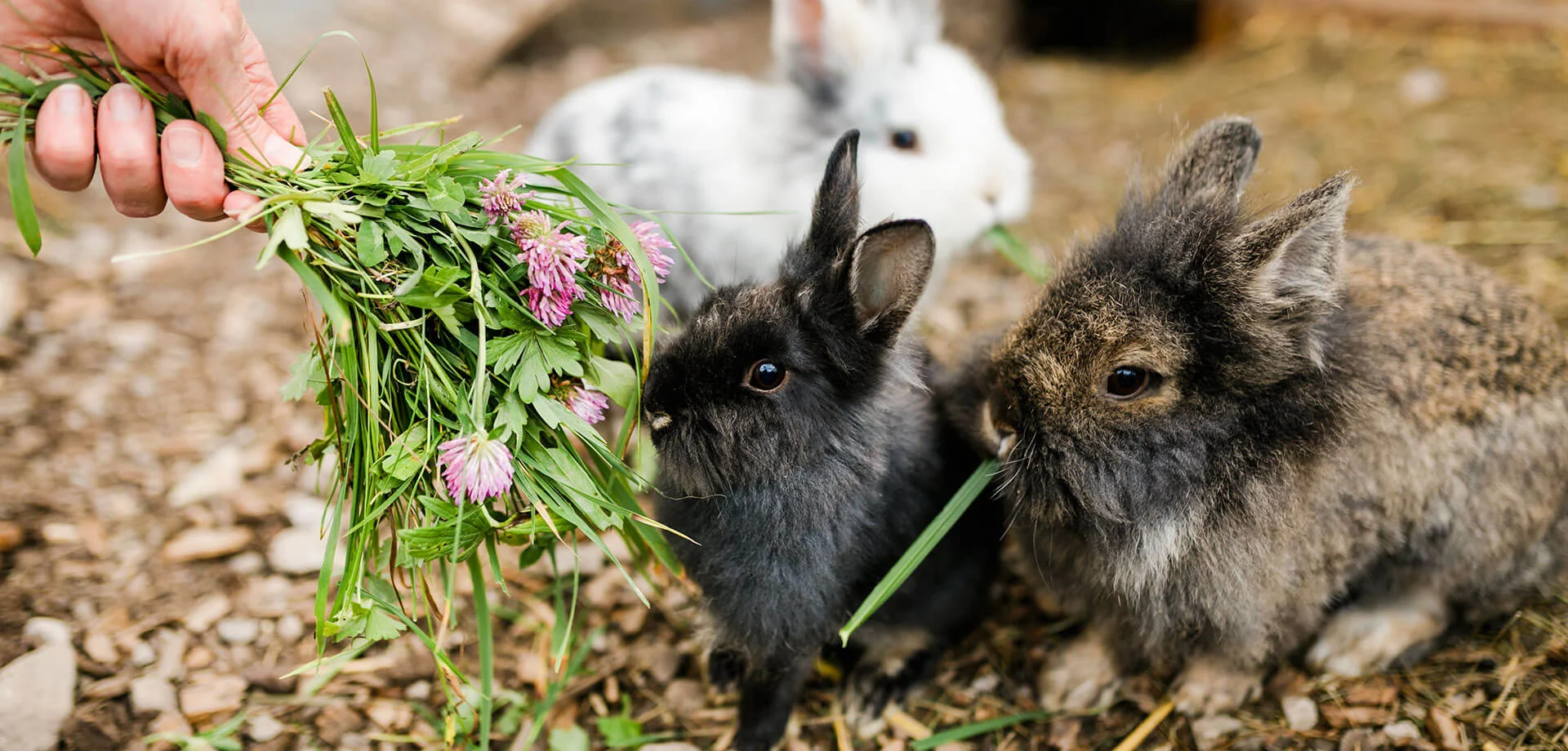 Familienurlaub im Salzburger Land am Marchlhof in Untertauern