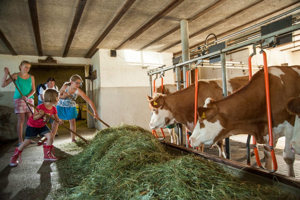 Kühe · Urlaub am Bauernhof Marchlhof in Untertauern, Salzburg